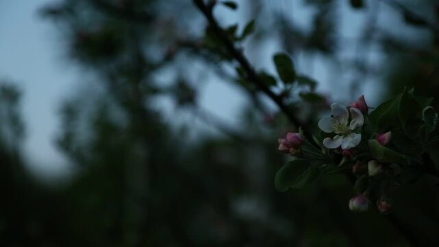Apple tree blossoms with green small leaves in the spring blue evening sunset sky background in sunny day. Closeup nature flora portrait