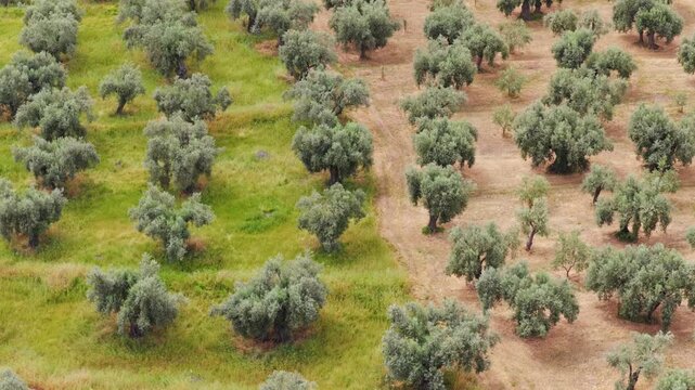 Aerial view flying over a vast olive grove plantation, showing a clear distinction between a lush green grassy area and a dry, arid section, representing different farming techniques or seasons