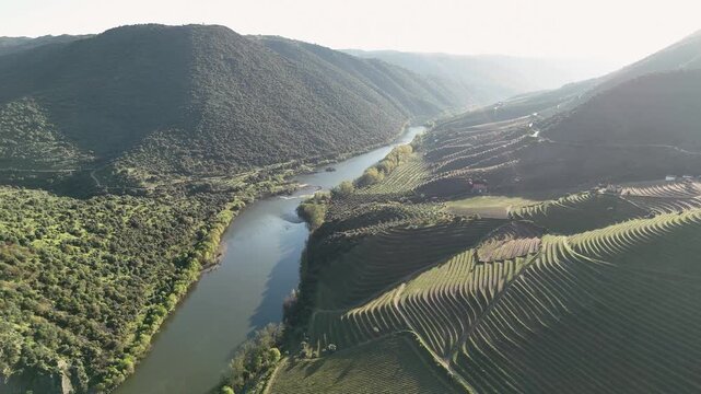 Aerial view of the Duero river winding through a valley with terraced vineyards and green hills at El Salto Viewpoint in Saucelle, Castile and Leon, Spain.