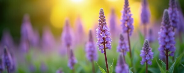 Obraz premium Delicate purple flowers on green foliage. Soft morning sun shines on garden bloom. Small plants grow in nature. Herbal Plectranthus Mona blossoms in summer.
