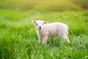 Obraz premium Cute white baby sheep outdoors in a countryside meadow surrounded by lush pasture and farming landscape.