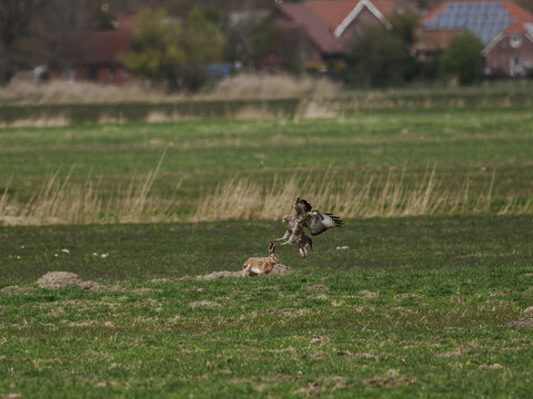 M&auml;usebussard und Feldhase