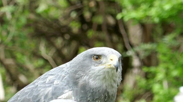 Augur buzzard raptor opening beak and making bird call sounds