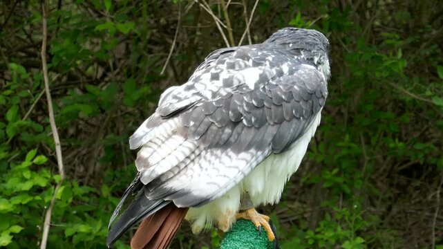 Augur buzzard of falconer perched and looking around while feathers blow in wind
