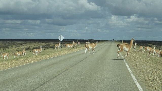 Manada de Guanacos cruzando la Ruta Nacional 3, Santa Cruz, Argentina