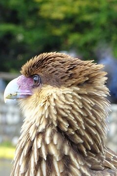 Carancho (Caracara plancus), una especie de rapaz com&uacute;n en Sudam&eacute;rica.
