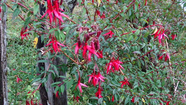 Chilco (Fuchsia magellanica), tambi&eacute;n conocido en la regi&oacute;n como aljaba o fucsia.