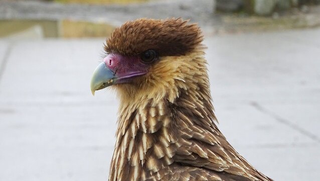 Carancho (Caracara plancus), una especie de rapaz com&uacute;n en Sudam&eacute;rica.