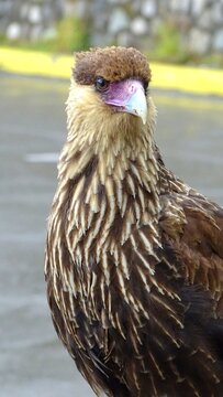Carancho (Caracara plancus), una especie de rapaz com&uacute;n en Sudam&eacute;rica.
