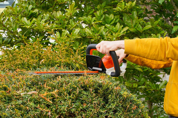 Obraz premium Close-up of cordless hedge trimmer cutting across top surface of large evergreen yew bush in private garden. Seasonal hedge maintenance and precision landscaping concept for residential outdoor care.