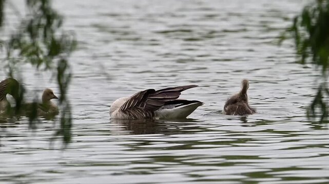 Kleine G&auml;nsek&uuml;ken imitieren ihr Vorbild bei der Gefiederpflege