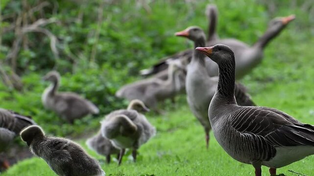 G&auml;nse mit K&uuml;ken rasten auf einer Wiese am See