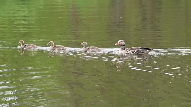 G&auml;nsefamilie schwimmen &uuml;ber den See
