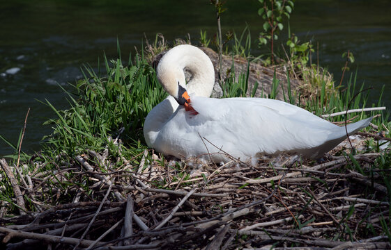 A white mute swan is sitting in its nest, preening its feathers. The nest is in a body of water.