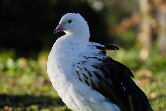 A close-up wildlife portrait of an Andean goose (Chloephaga melanoptera / Oressochen melanopterus) bathed in bright natural daylight. The image sharply captures the bird's crisp white plumage, its dis