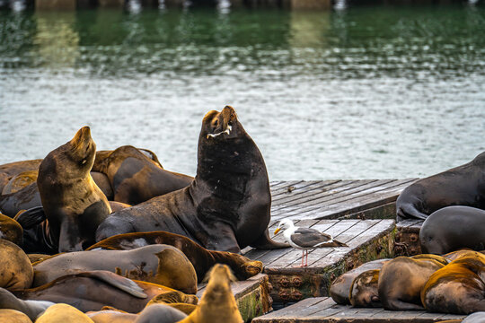 California Sea Lions Resting at Pier 39 