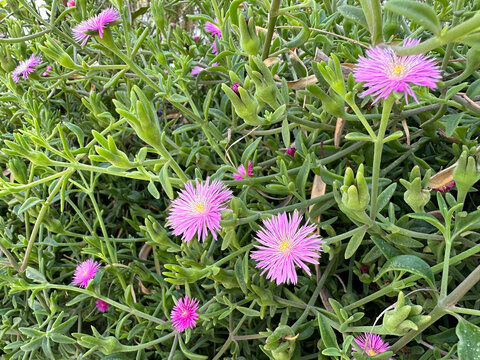 Pink flowers of pigface or ice plant (Carpobrotus)