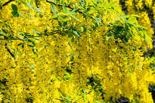 Laburnum tree with bright yellow flowers blooming in Spring. Also known as "Golden chain" or "Golden rain" with long racemes. Dublin, Ireland