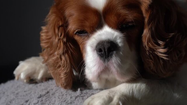 Close up of an adorable little dog