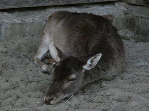 Sleeping deer rest quietly in park. High quality photo