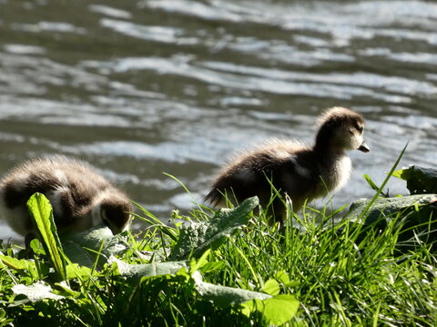 Egypt Nile goose couple with goslings at pond High quality photo