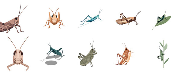 Natural Grasshopper Insect Pose Set Flat Design Wildlife Vector Illustration Collection © NineteenVisualStudio
