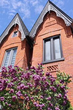 Gables of narrow Victorian brick houses with lilac bush blooming in spring