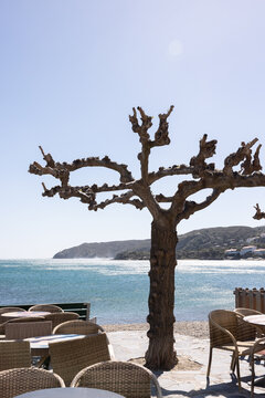 traditional cork tree in spain in front of the ocean and cafe tables and chairs