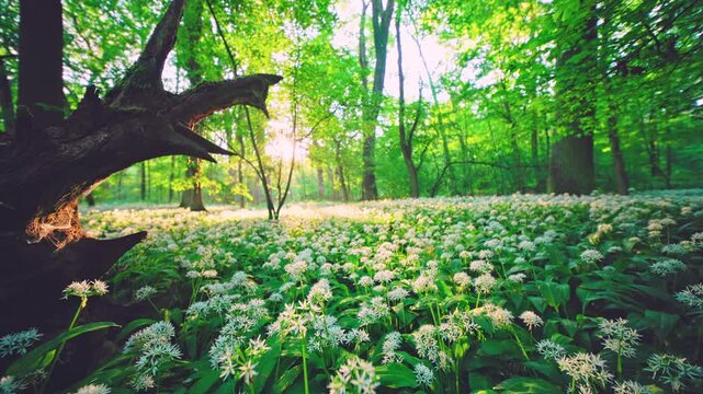 Peaceful zoom in video of a spring forest carpeted with blooming wild garlic, old tree trunk and soft morning sunrise light creating a calm natural woodland atmosphere