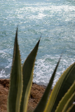 view of the ocean with agave plant in the foreground