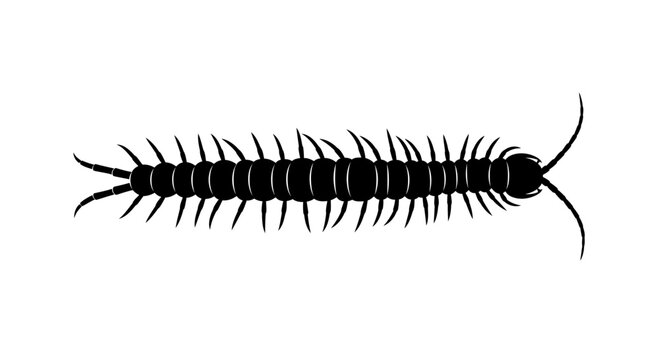 Black silhouette of a centipede isolated on white background, centipede insect vector illustration.