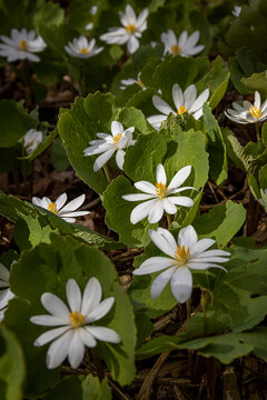 Bloodroot flowers blooming in spring. 