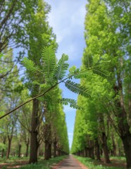 Fototapeta premium A beautiful tree-lined avenue with lush green foliage.