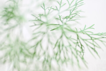 Close up of Delicate Dill Leaves on White Background © Anna Hoychuk