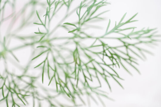 Close up of Delicate Dill Leaves on White Background