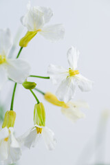 Fototapeta premium Close up of White and Yellow Daikon Radish Flowers