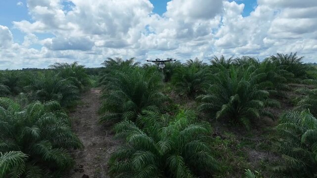 Drone aerial view over a plantation area during the day