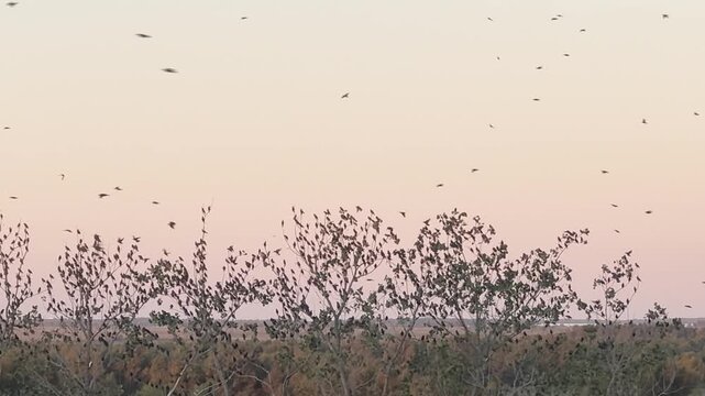 Massive flock of swallows swarming and roosting on treetops at sunset by the Parana River.