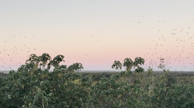Cinematic shot of a flock of swallows rapidly circling over trees near the Parana River at 24fps