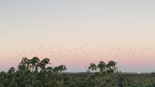 Sunset at the Parana River in Argentina. Industrial shipping and local wildlife landscape.