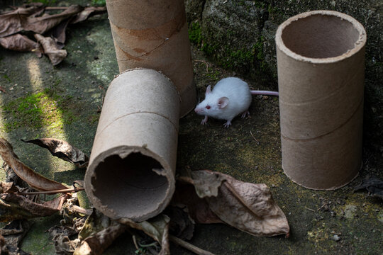 White rat (Rattus norvegicus) laboratory research animal, Hanta virus, albino rat, reptile for consumption, red-eyed rat, rat pest