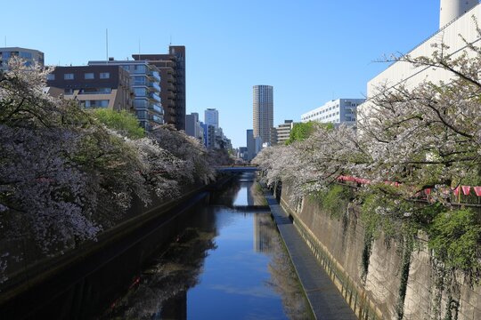 Cherry Blossoms along the Meguro River