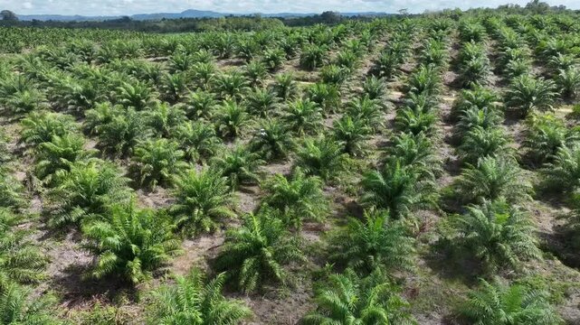 Drone aerial view over a plantation area during the day