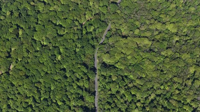 Aerial view of a narrow asphalt road cutting through the dense green canopy of the Forest of Fontainebleau, Fontainebleau, Ile-de-France, France.