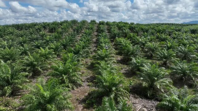 Drone aerial view over a plantation area during the day