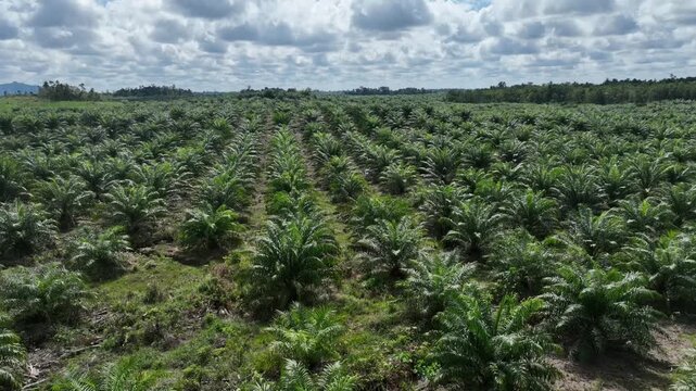 Drone aerial view over a plantation area during the day