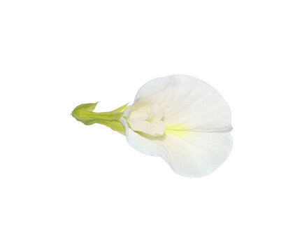 Delicate white butterfly pea flower petal isolated on white with soft natural lighting