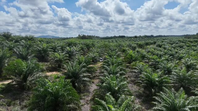 Drone aerial view over a plantation area during the day