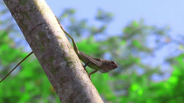 Javan green chameleon (Bronchocela jubata) basking on slanted albasia tree branch, showing camouflage posture and thermoregulation behavior in tropical habitat