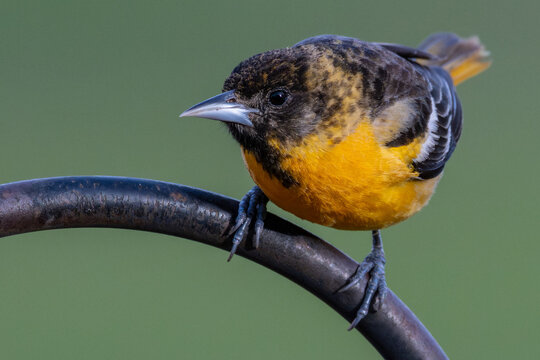 Female Baltimore Oriole Perched on a Shepherd's Hook